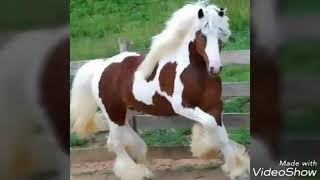 Descargar Tiene Una Patita Blanca Y Rayadita La Frente Grupo Laberinto Mp3 Gratis Mimp3 2020 mimp3