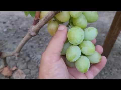 НОВИНКА 2024г!!! ГФ Винограда БУЯН (КАЛУГИН В.М.). ТЕЛ: 8989 538 12 89 (Ватсап,Телеграмм).