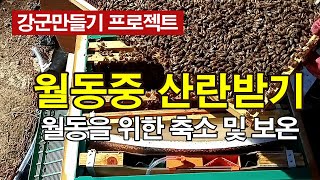 월동중 산란받기 실험군 축소 및 보온, 월동없이 벌 키우기 #월동준비 #월동축소