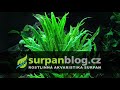 Akvarijní rostliny Cryptocoryne wendtii Green