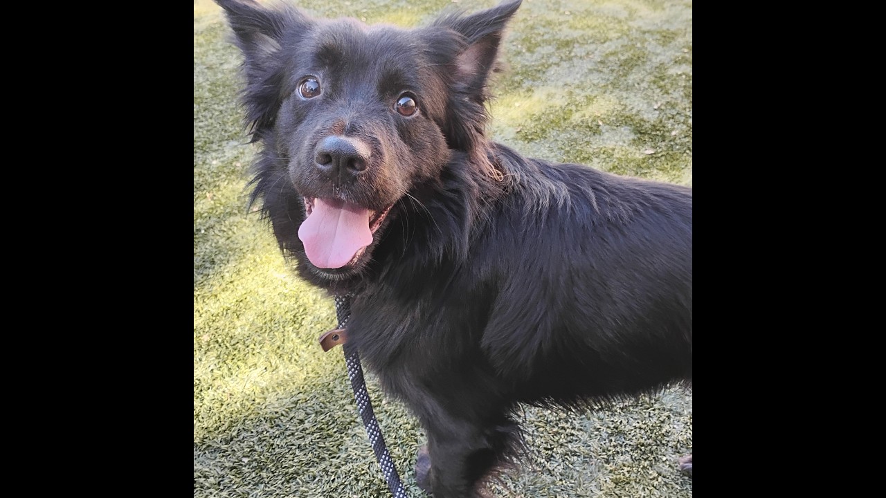 Enlarge NELSON, a Adoptable mixed breed in Pleasanton, CA video 6/6