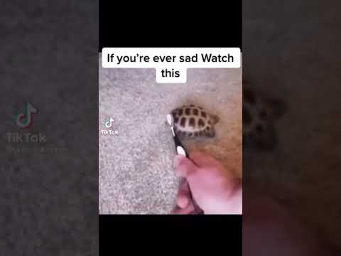 If your sad watch this video✨💗