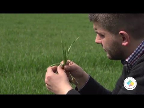 Keshilla Bujqesore - Mbrojtja e grurit