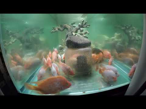 Wake up! Atan the midas & 30 red devils. Floyd the flowerhorn.