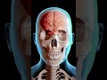 CONMOCION Cerebral Qué Le Pasa A Nuestro Cebrero