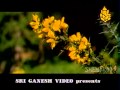 Yendenu Ninanu Maretu Rajkumar Romantic Kannada Songs