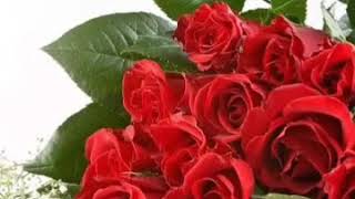 Download lagu Sesuatu yang Sempurna Hijau Daun(Story Wa) mp3