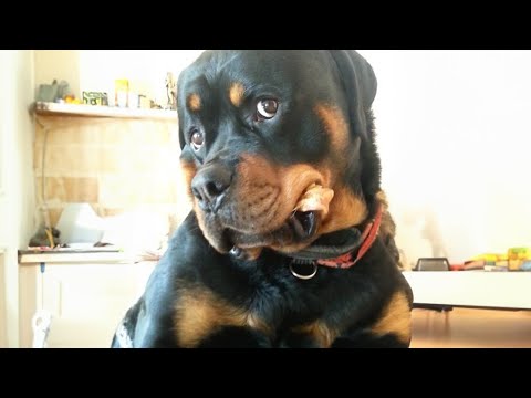 Le rottweiler est également connu comme le prince clown des chiens.
