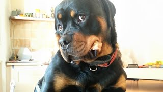 Rottweiler is also known as the clown prince of dogs 😅
