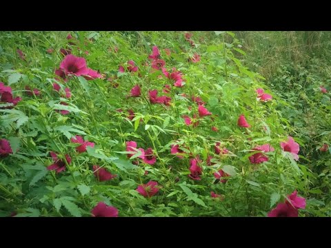 Discovering Hibiscus Cannabinus - YouTube