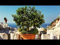 5 Reasons Why LEMONS Are The BEST Fruit Tree To GROW In Containers Or Pots
