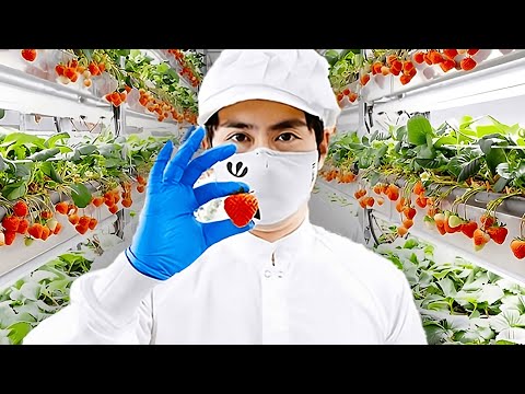 This Was Grown with AI (Japanese Strawberries)