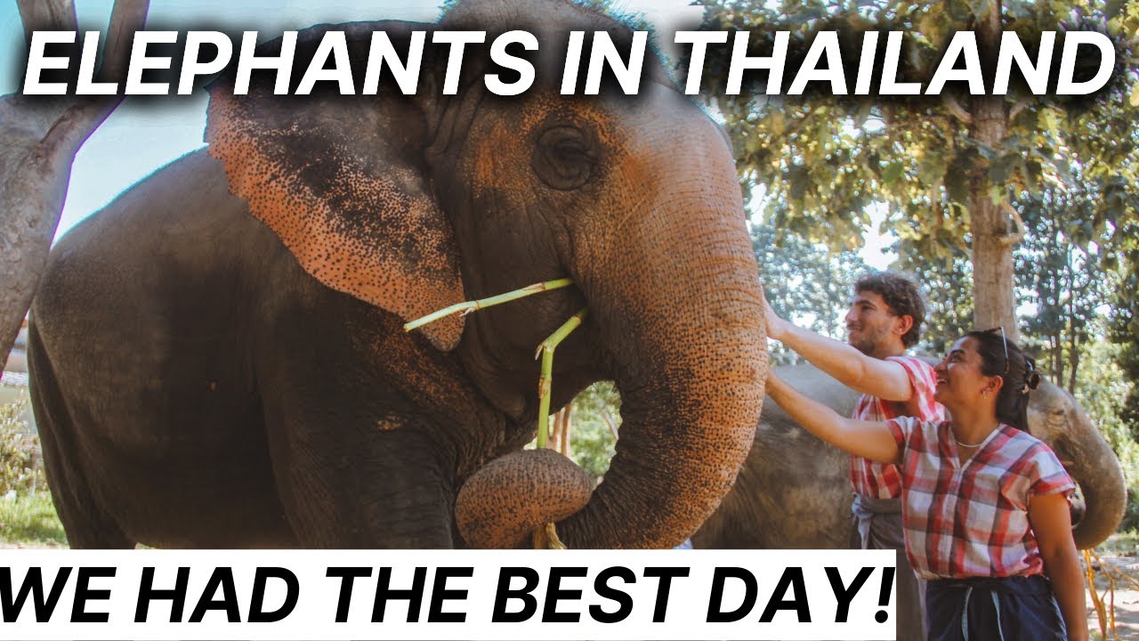 Join a duo on a visit to Mae rim elephant sanctuary.