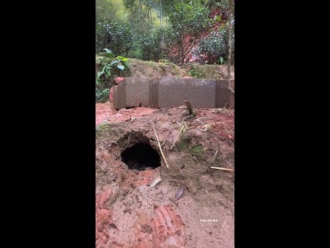 These two smart little milk dogs, Chinese pastoral dogs, are tipsy all day long.