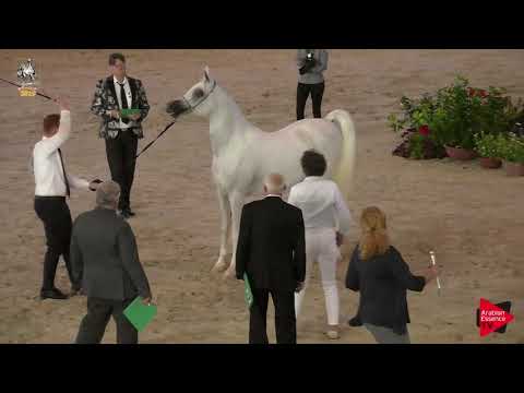 N 80 SHIRLEY   Italian Nationals 2019   4 6 Years Old Mares Class 7