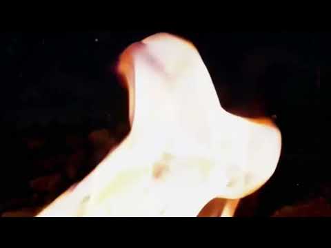 The Shadow of the Pines