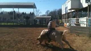 Hadley at Gainsville bullriding
