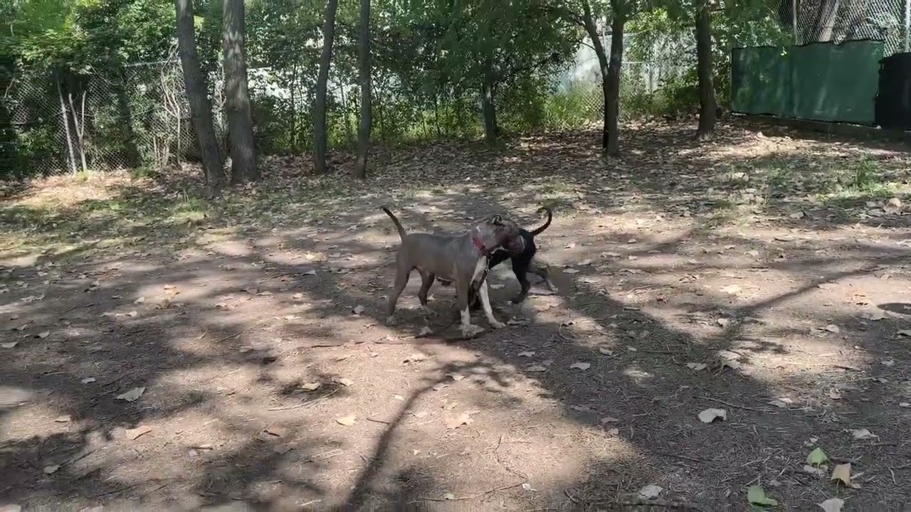 Lunchbox's Video 2