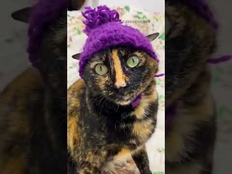 EU ACHO QUE VI UM GATINHO #shorts