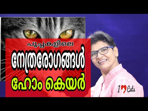 Home Care Tips for Keeping Your Cat's Eyes Healthy | Cats Health | Nandas Pets&Us | Vanaja Subash