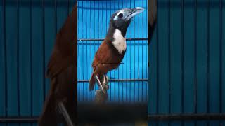 Download lagu Tepus leher putih gacor#burung mp3