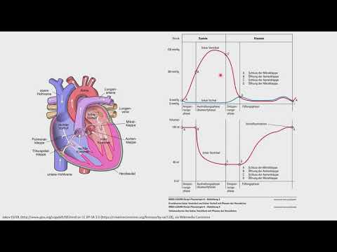Physiologie - Änderung von Druck und Volumen während der Herzaktion