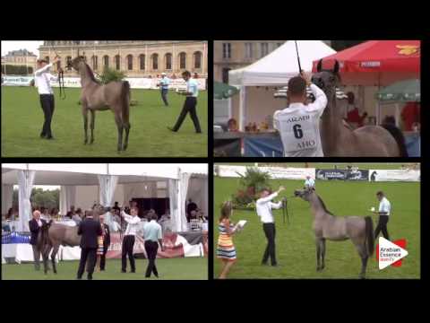 N.6 NESJ EL MISS KANZI - Chantilly 2015 ABCE - Fillies 1 year old (Class 1A)