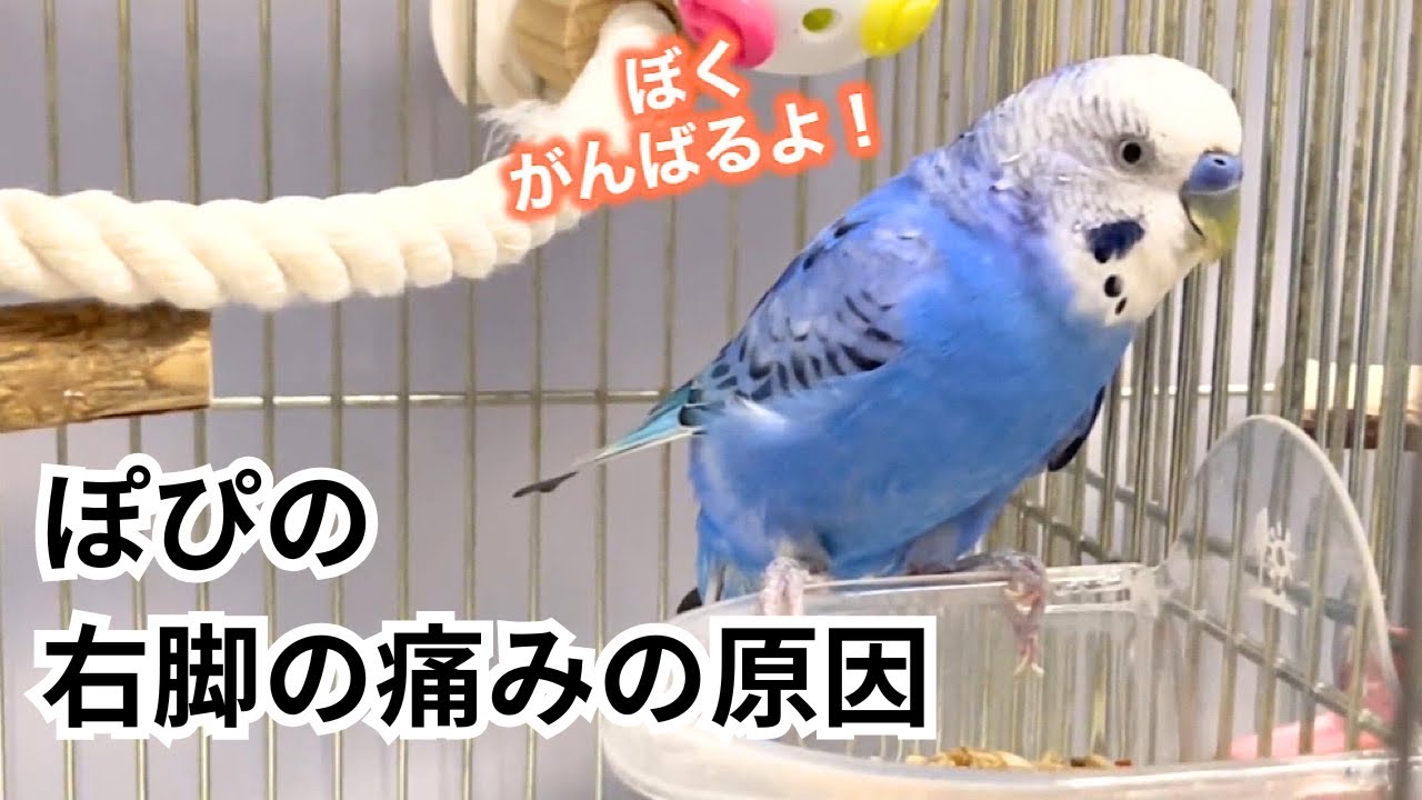 今年9歳になるインコの右脚の経過