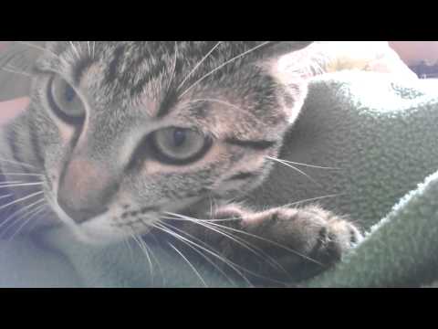 Gemma singing happy birthday to daddy