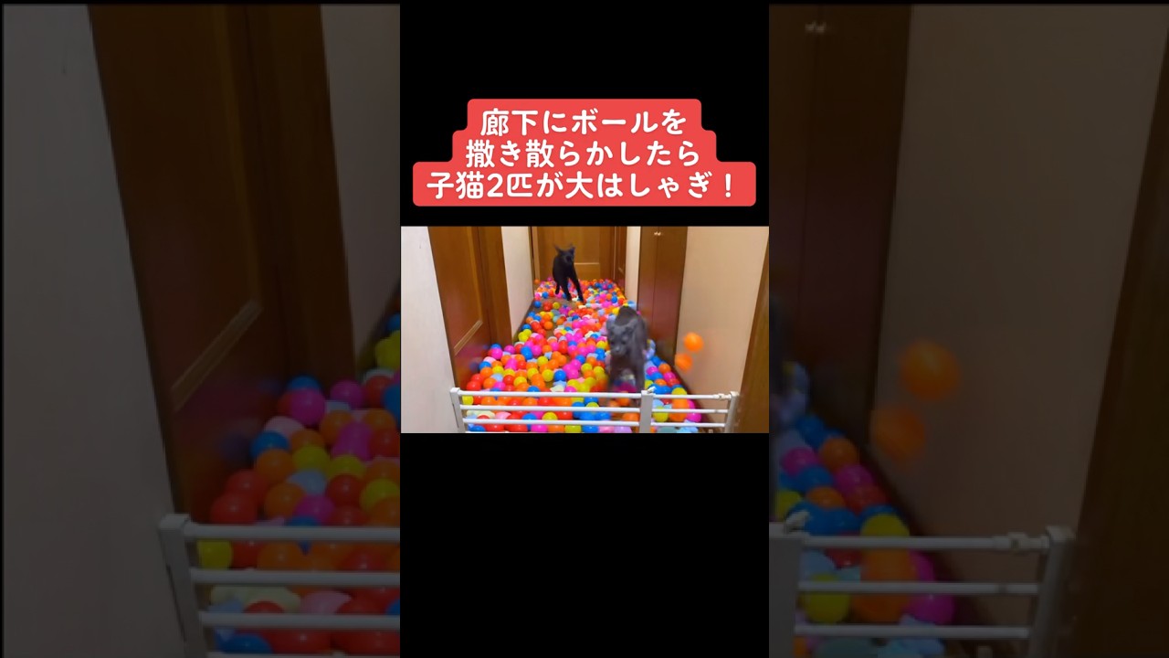 廊下にボールを撒いたら、子猫2匹が大はしゃぎ！【ちまき&ひじきの子猫時代】 #子猫 #保護猫