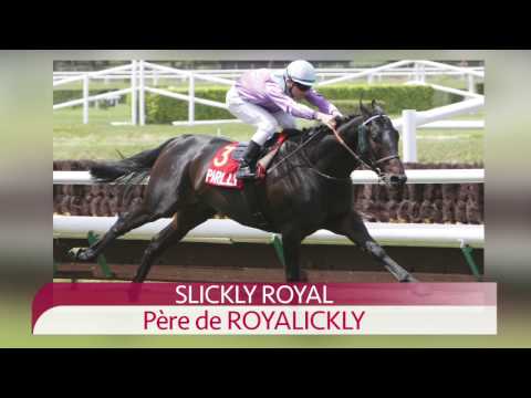 4 SLICKLY ROYAL  - Salon des Etalons du Lion d'Angers 2017