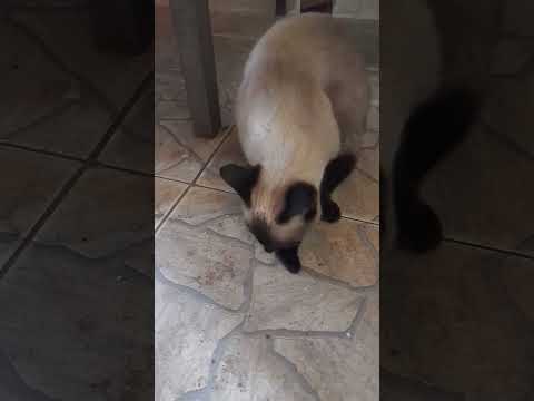 #SÁBADOU PICHANA ♥️26 de abril de 2025