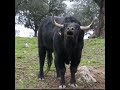 EL SONIDO DE UN TORO BRAVO!! #animals #toroultra #bull #toros #vaca #torobravo