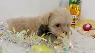 ハーフ犬の動画01