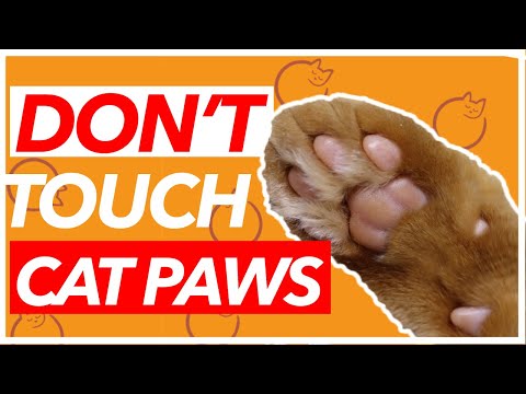 WHY Cats Won't Let You Touch Their PAWS - Why They HATE it