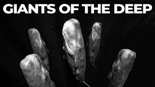 Why The Entire Ocean Is Terrified of Sperm Whales