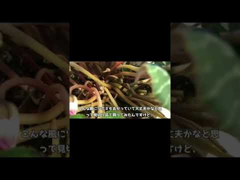 園芸 トルコシクラメン