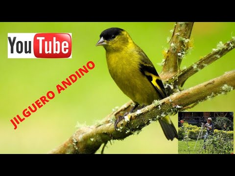 Stehlík andský (Spinus spinescens) — video o speve a chove