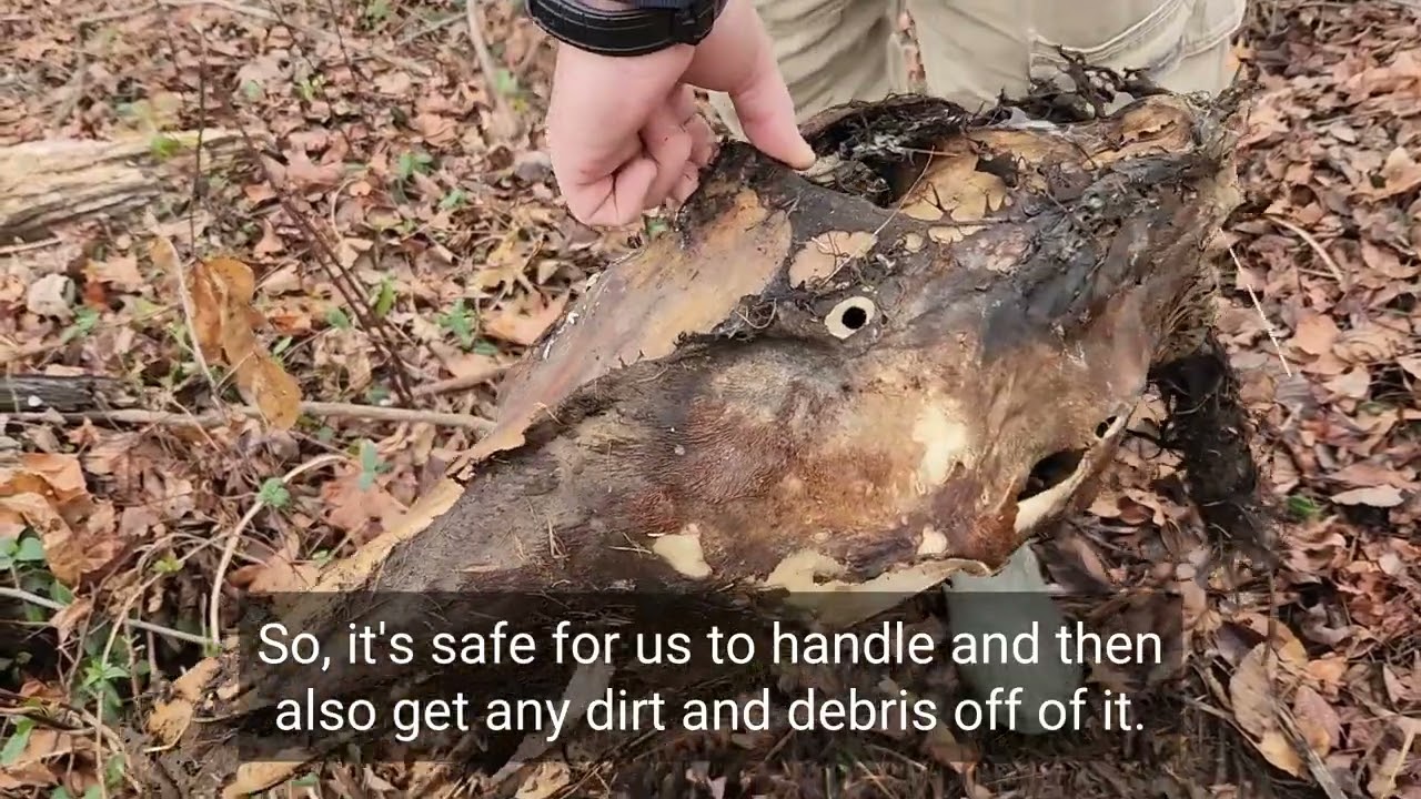 Here's an intro of us processing a horse skeleton for teaching purposes. whitehorsecourses.com