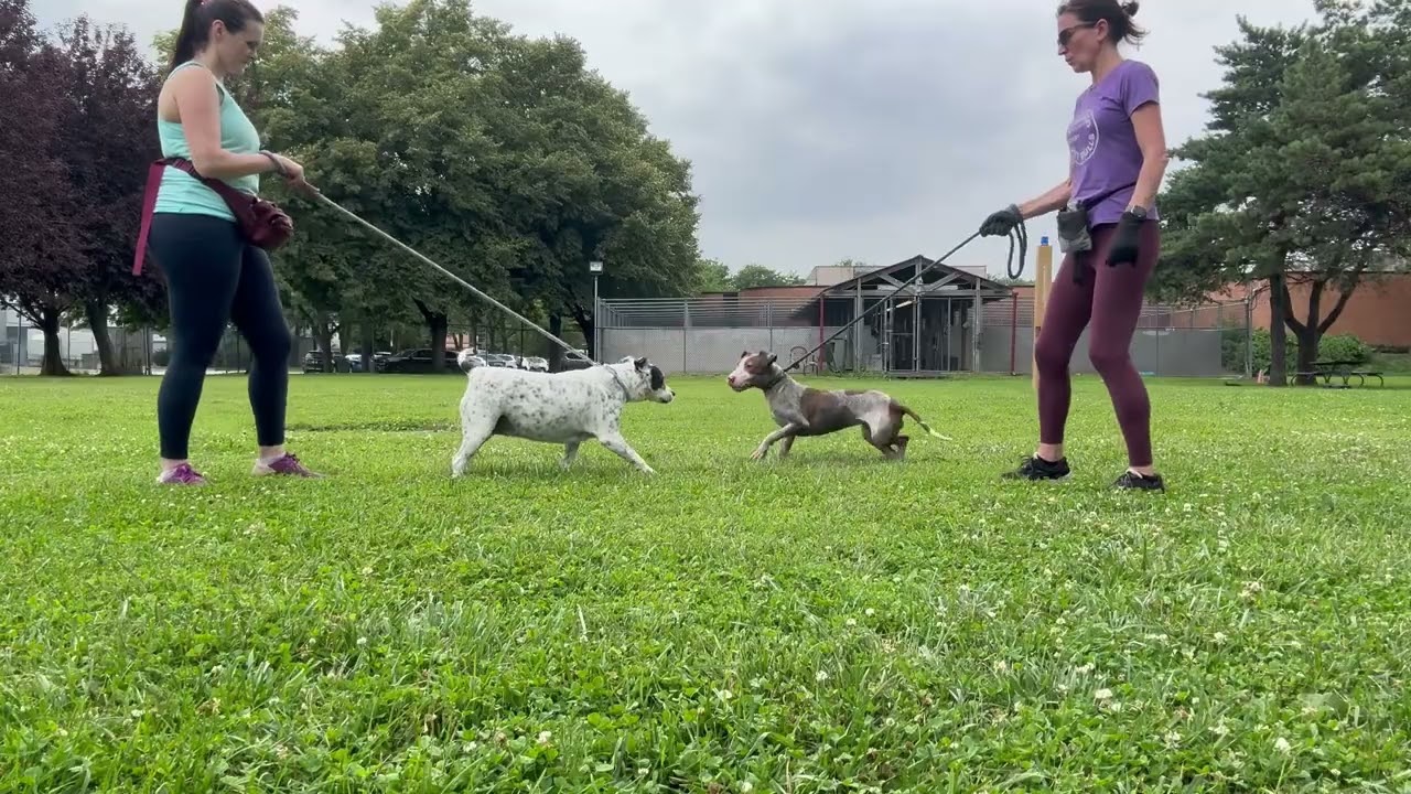 Pebbly's Leash Test