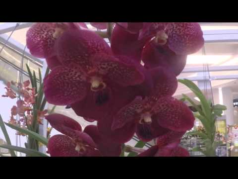 Top 10 Most Amazing Orchids
