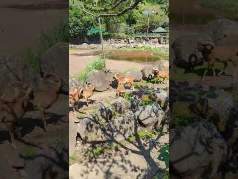 地中海ムフロン - 定義