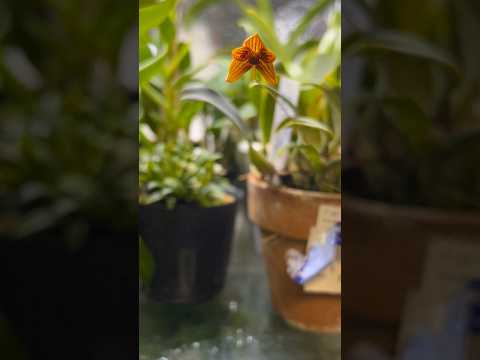 園芸 驚くべき香りを持つ蘭、ブルボフィラム