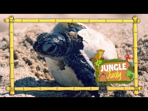 Vlog 5 - Jungle Judy 🙋🏻‍♀️🌎 - (Zee)schildpadden 🐢