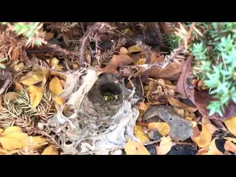 Yellow Jackets Swarming From Below in Holmdel, NJ
