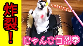 新しいおもちゃに大興奮のネコたち