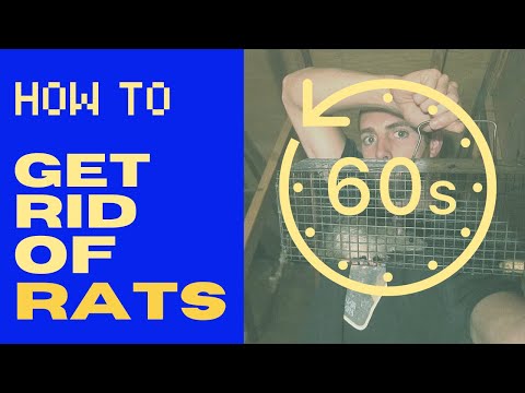 How to Get Rid of Rats (FAST!) in 2024