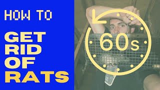 How to Get Rid of Rats (FAST!) in 2024