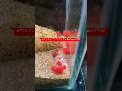 イソギンチャクの増やし方は？なぜ、どのように分割するのでしょうか?  庭園