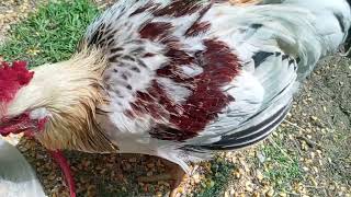 Prémium Kiskakasok kizárólag továbbtartásra,  magkakasnak Eladók! Kettőshasznú és Master × Ayam Cemani genetika (Kiskunhalas)